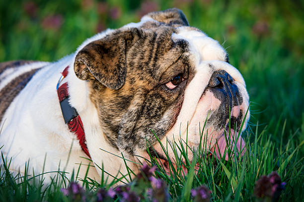 istock English bulldog 519624430