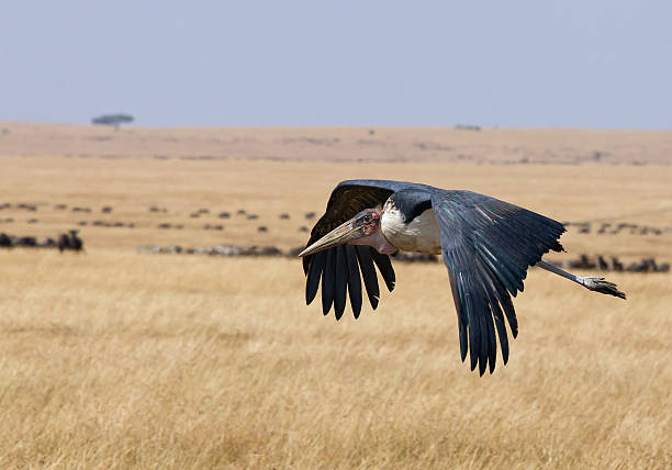 Marabu stork flying over yellow plains Marabu stork flying over yellow plains of Masai Mara, Kenya, Africa marabu stork stock pictures, royalty-free photos & images