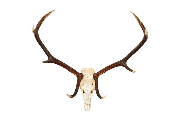 istock big red deer hunting trophy 519624871