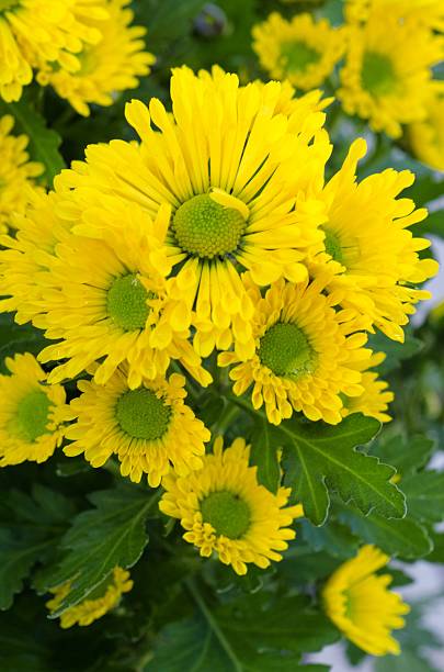 istock Vibrant Chrysanthemum Daisies Blomming 519625063