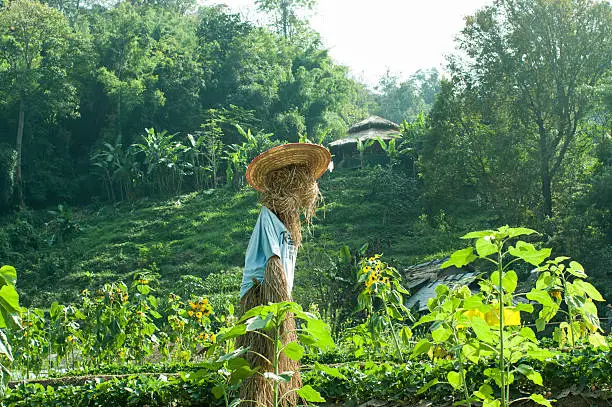 scarecrow, straw man at the sun set farm