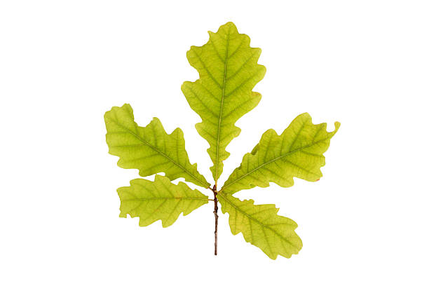 istock oak leaves isolated on white background. 519643405