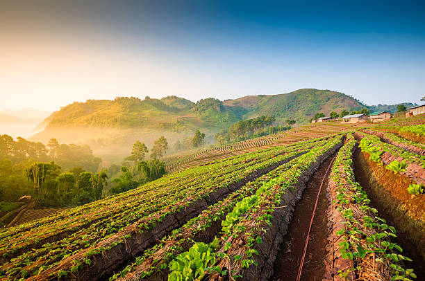 istock Beautiful sunshine at misty morning mountains . 519644067