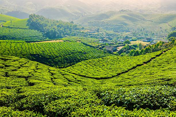 istock Green tea plantations in Munnar, Kerala, India 519645163