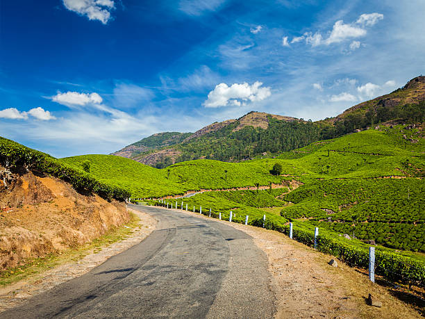 istock Green tea plantations in Munnar, Kerala, India 519645213