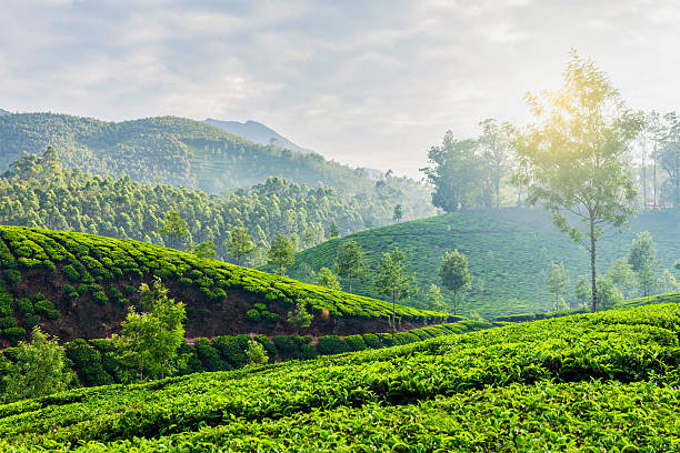istock Green tea plantations in Munnar, Kerala, India 519645277