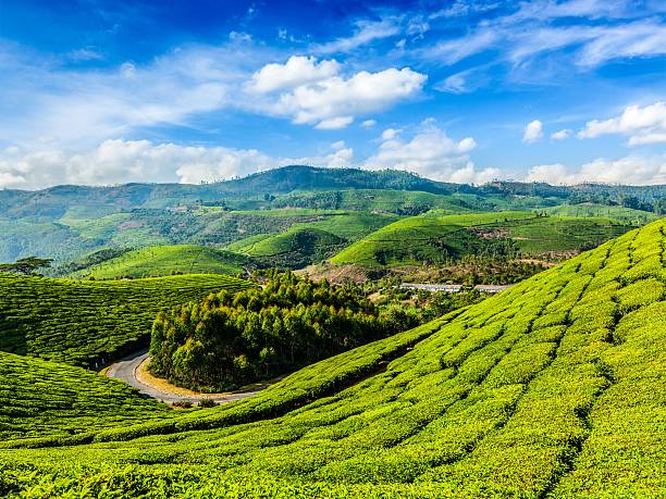istock Green tea plantations in Munnar, Kerala, India 519645307