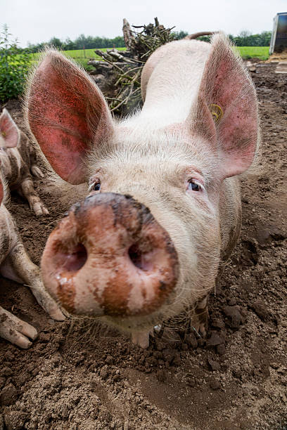 istock Happy Pigs on farm 519645439