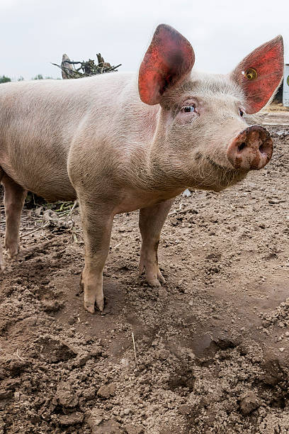 istock Happy Pigs on farm 519645451
