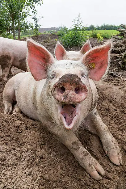 Photo of Laughing Pig on Farm