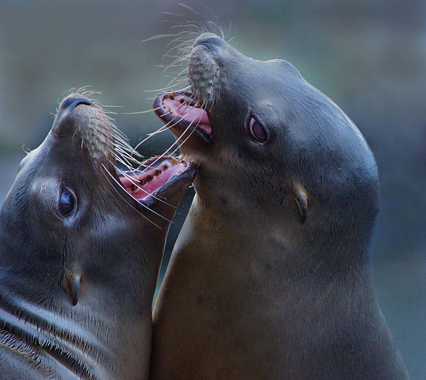 istock Two california sea lion`s 519645581