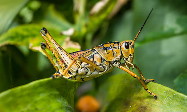 istock Yellow Grasshopper Nature Macro On Green Leaf 519647481