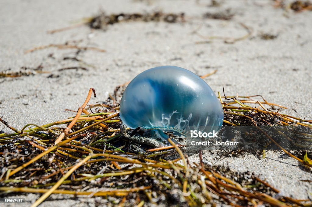 Blue Man O War Jellyfish Pod On Seaweed Beach Macro Blue Man O War jellyfish Pod On Seaweed Beach Macro Beach Stock Photo
