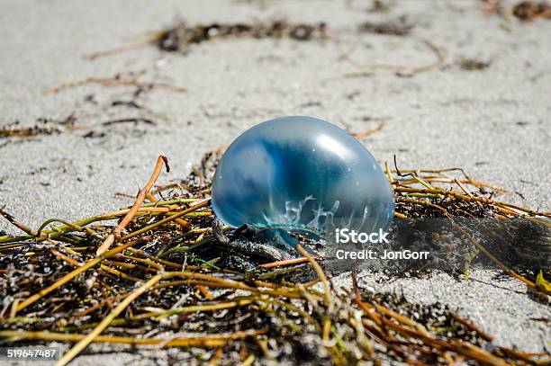 Blue Man O War Jellyfish Pod On Seaweed Beach Macro Stock Photo - Download Image Now