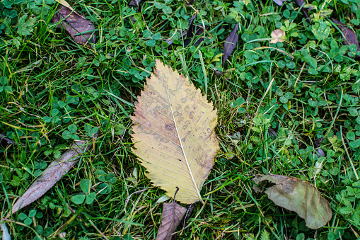 autumn leaves  color image leaf tree brown