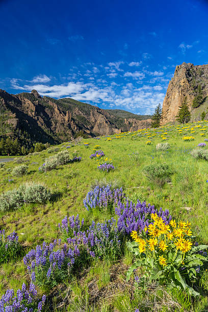 istock Yellowstone National Park 519649117