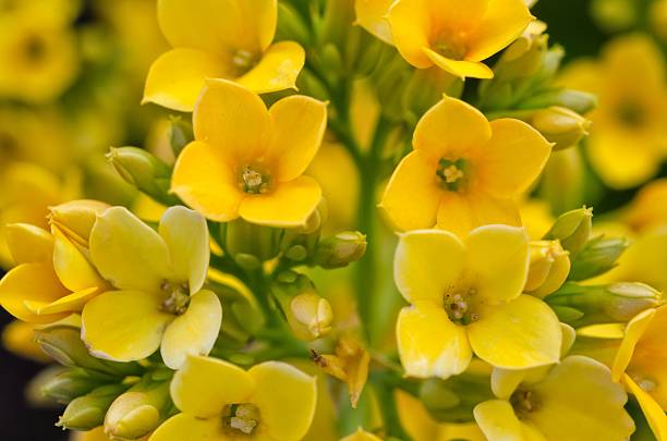 istock Yellow Kalanchoe / Succulent 519649157
