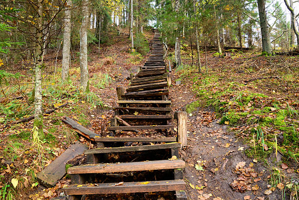 istock Old wooden stairs in the forest 519649499