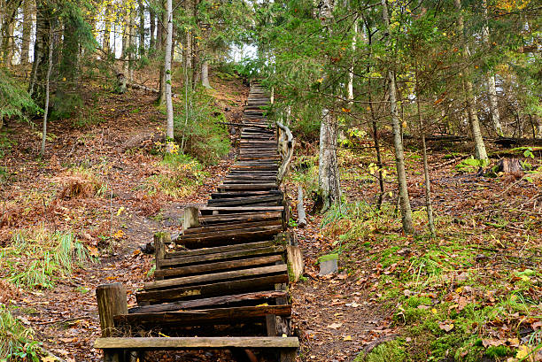 Old wooden stairs in the forest