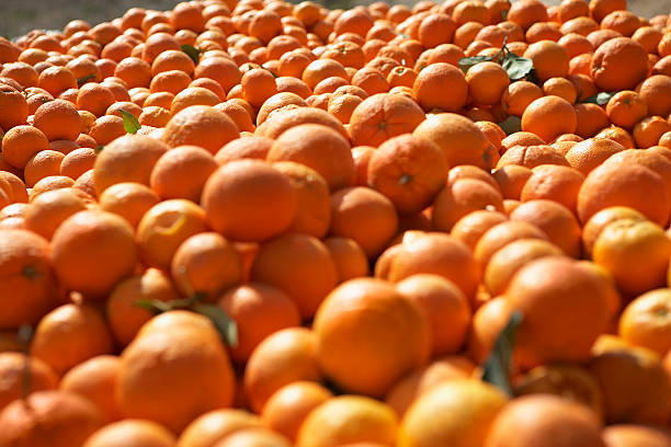 istock Pile Of Oranges 519649935