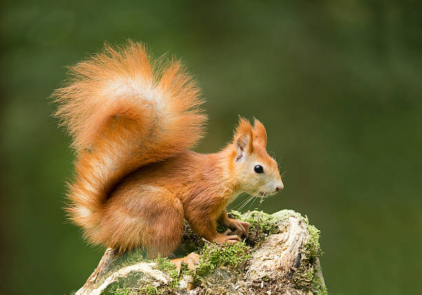 istock European red squirrel on the mossy stump 519650168