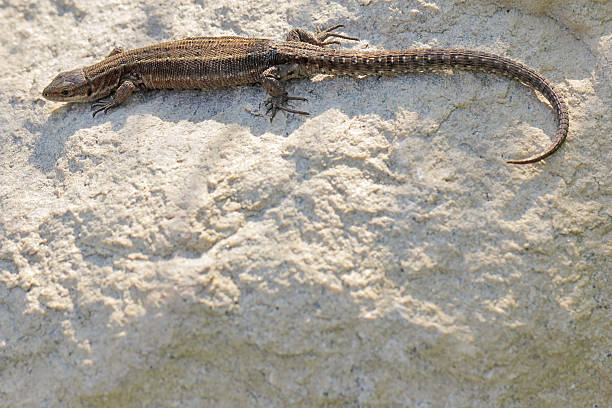 istock Viviparous lizard or common lizard, Zootoca vivipara 519650323