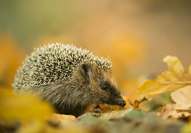 istock European hedgehog in autumn leaves 519650680