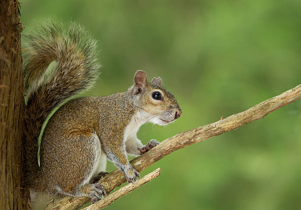 istock American ground squirrel on the branch 519651198