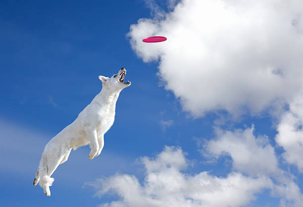 istock Dog is going to catch disc in the sky 519651376
