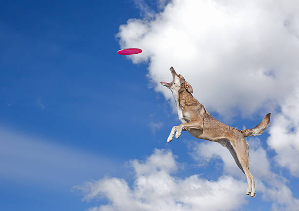 istock Dog is going to catch disc in the blue sky 519651430