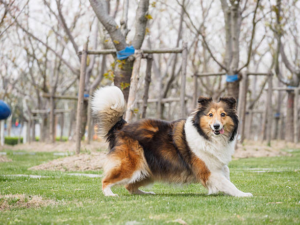 istock Purebred Shetland Sheepdog outdoors on grass meadow 519651484