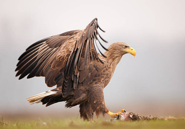 istock Adult white tailed eagle standing on its hare prey 519651496