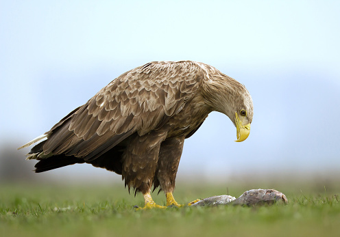 Adult white tailed eagle with fish in the grass, clean background, Hungary, Europe