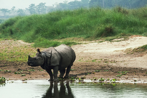 Greater one-horned rhinoceros in Chitwan national park, Nepal