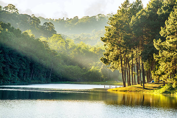 pang ung, riflette in un lago pine tree - spring forest scenics reflection foto e immagini stock