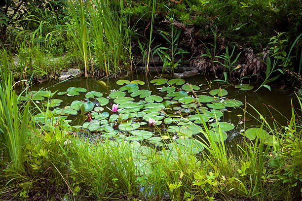 kleine landschaft teich - water lily lily water water garden stock-fotos und bilder