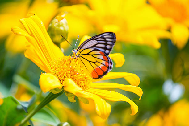 제왕나비 (해바라기 꽃. 접사를 클로즈업 3d - yellow butterfly 뉴스 사진 이미지
