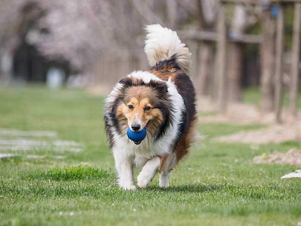 istock Purebred Shetland Sheepdog outdoors on grass meadow 519652144