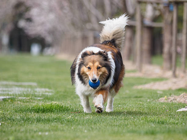 istock Purebred Shetland Sheepdog outdoors on grass meadow 519652428