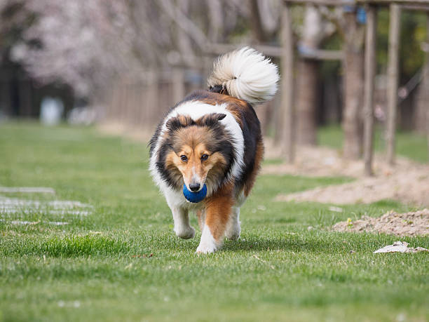 Purebred Shetland Sheepdog outdoors on grass meadow