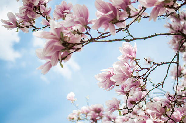 fleur de magnolia - sunlight flower magnolia flower head photos et images de collection