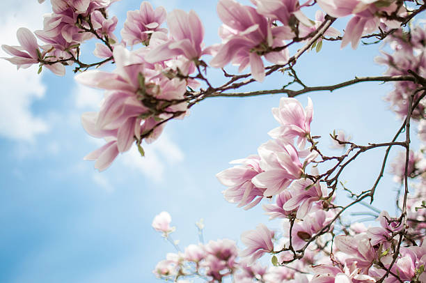 매그놀리아 꽃송이 - magnolia blossom 뉴스 사진 이미지