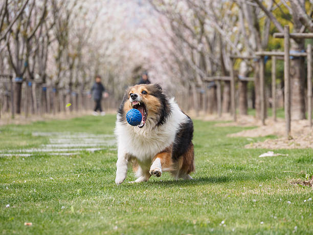 istock Purebred Shetland Sheepdog outdoors on grass meadow 519653560