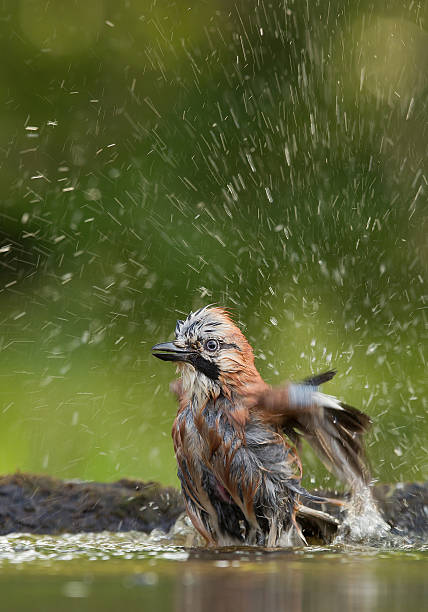 Australian native magpie having a bath