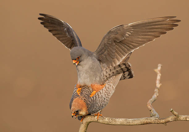 istock Pair of red footed falcon mating 519656100