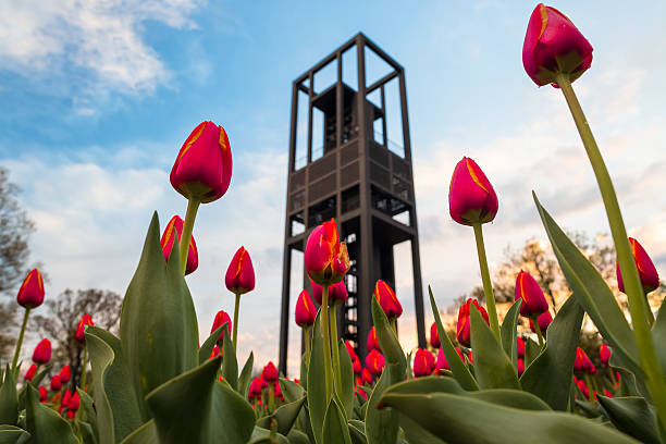 kuvapankkikuvat ja rojaltivapaat kuvat aiheesta tulppaaneja bloomissa alankomaiden carillonissa - rosslyn virginia