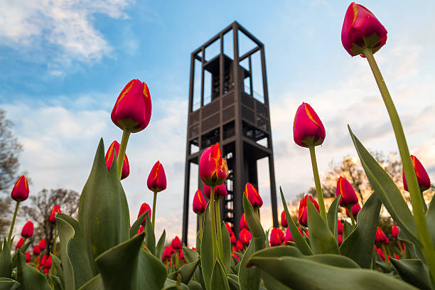 Tulips in Bloom at the Netherlands Carillon