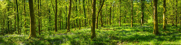 vert forêt de paix idyllique forest glade panorama printemps fleurs plantes - forest fern glade copse photos et images de collection