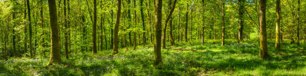 idílico verde floresta tranquila floresta clareira panorama de primavera flores silvestres folhagem - forest fern glade copse imagens e fotografias de stock