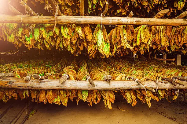 Photo of Tobacco leaves drying in the shed, Cuba